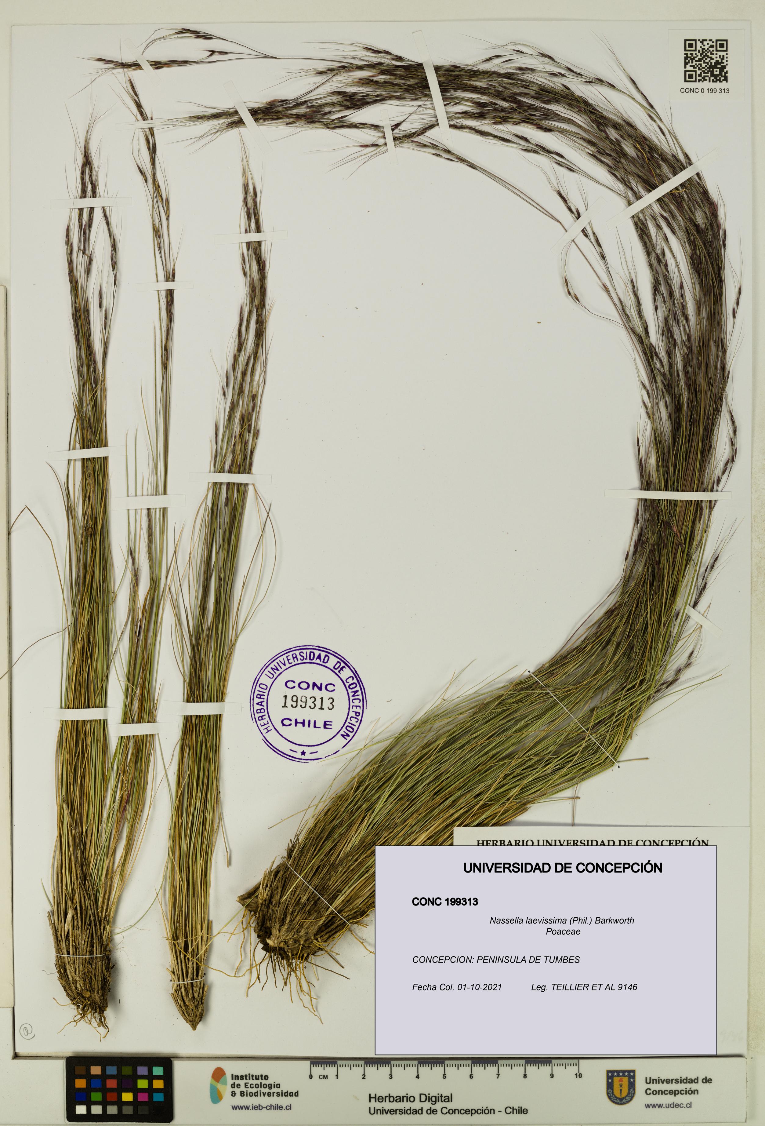 Nassella laevissima [Espécimen: UDEC:CONC:0199313]
