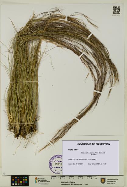Nassella laevissima [Espécimen: UDEC:CONC:0199314]