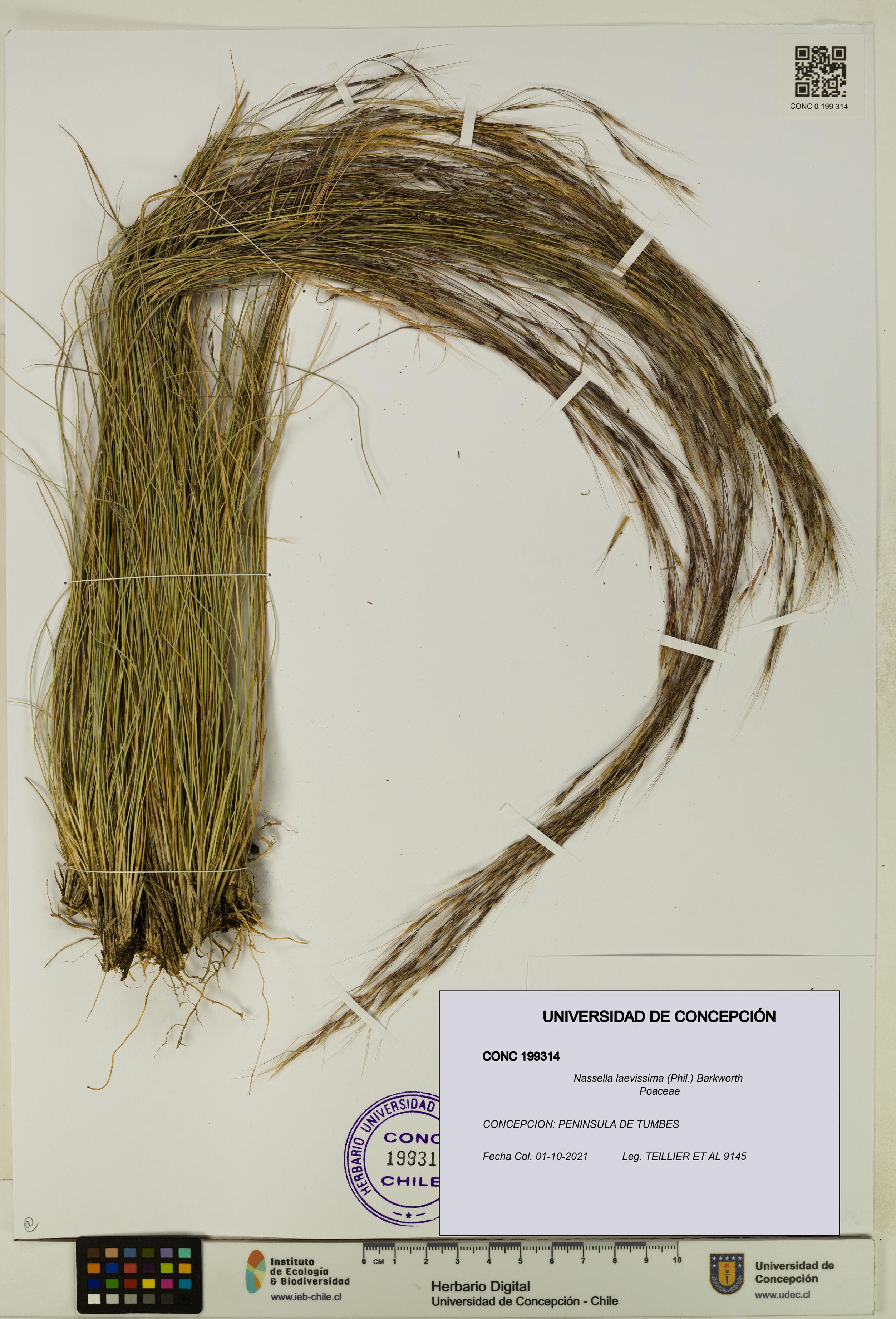Nassella laevissima [Espécimen: UDEC:CONC:0199314]