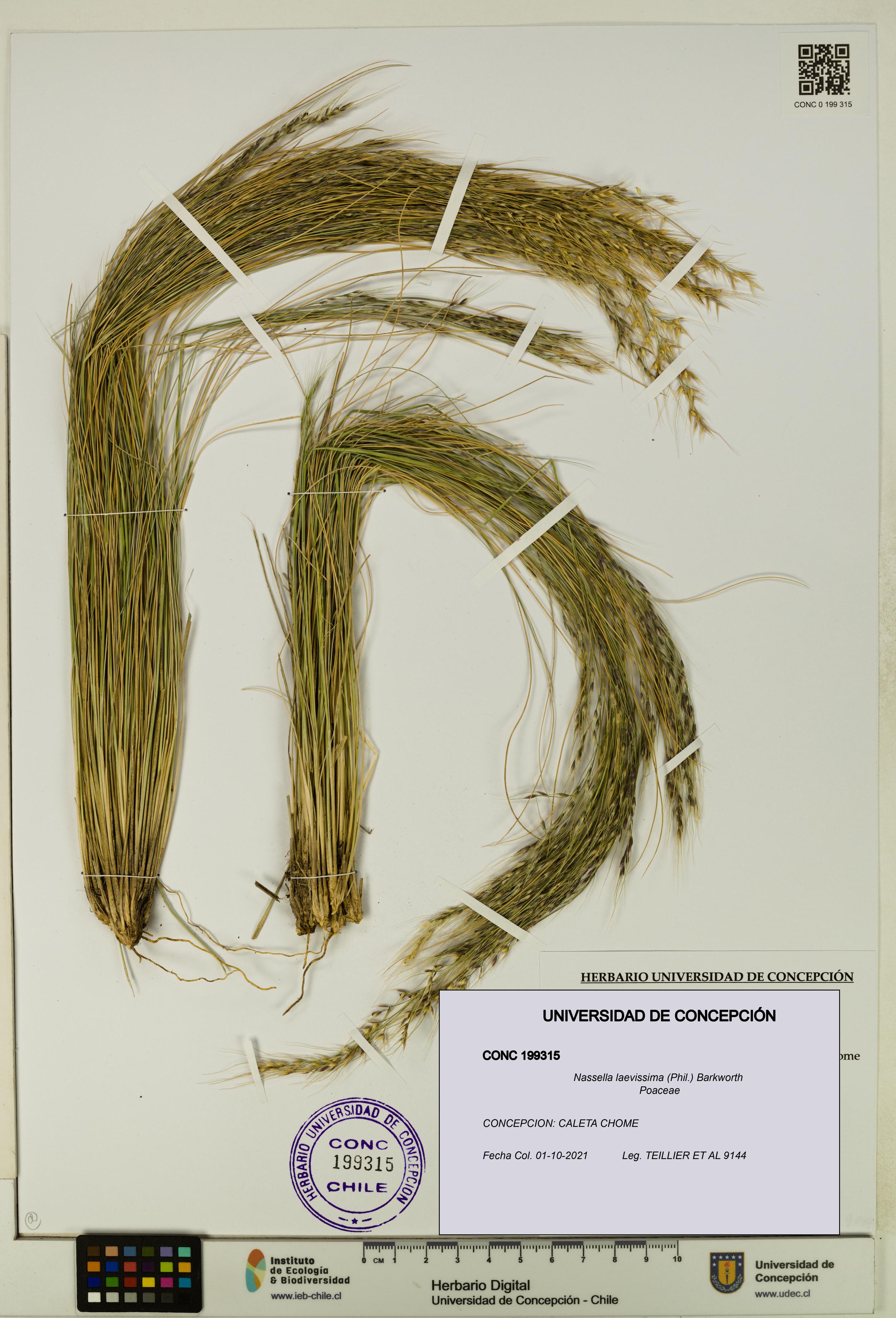 Nassella laevissima [Espécimen: UDEC:CONC:0199315]