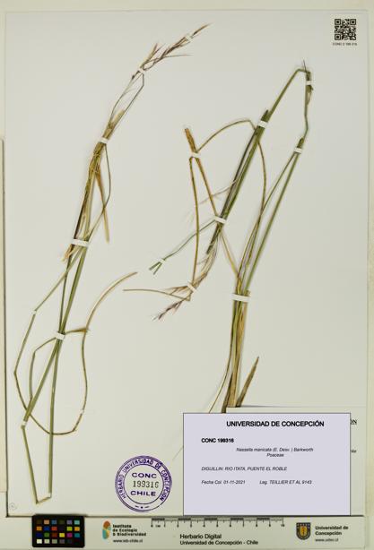 Nassella manicata [Espécimen: UDEC:CONC:0199316]