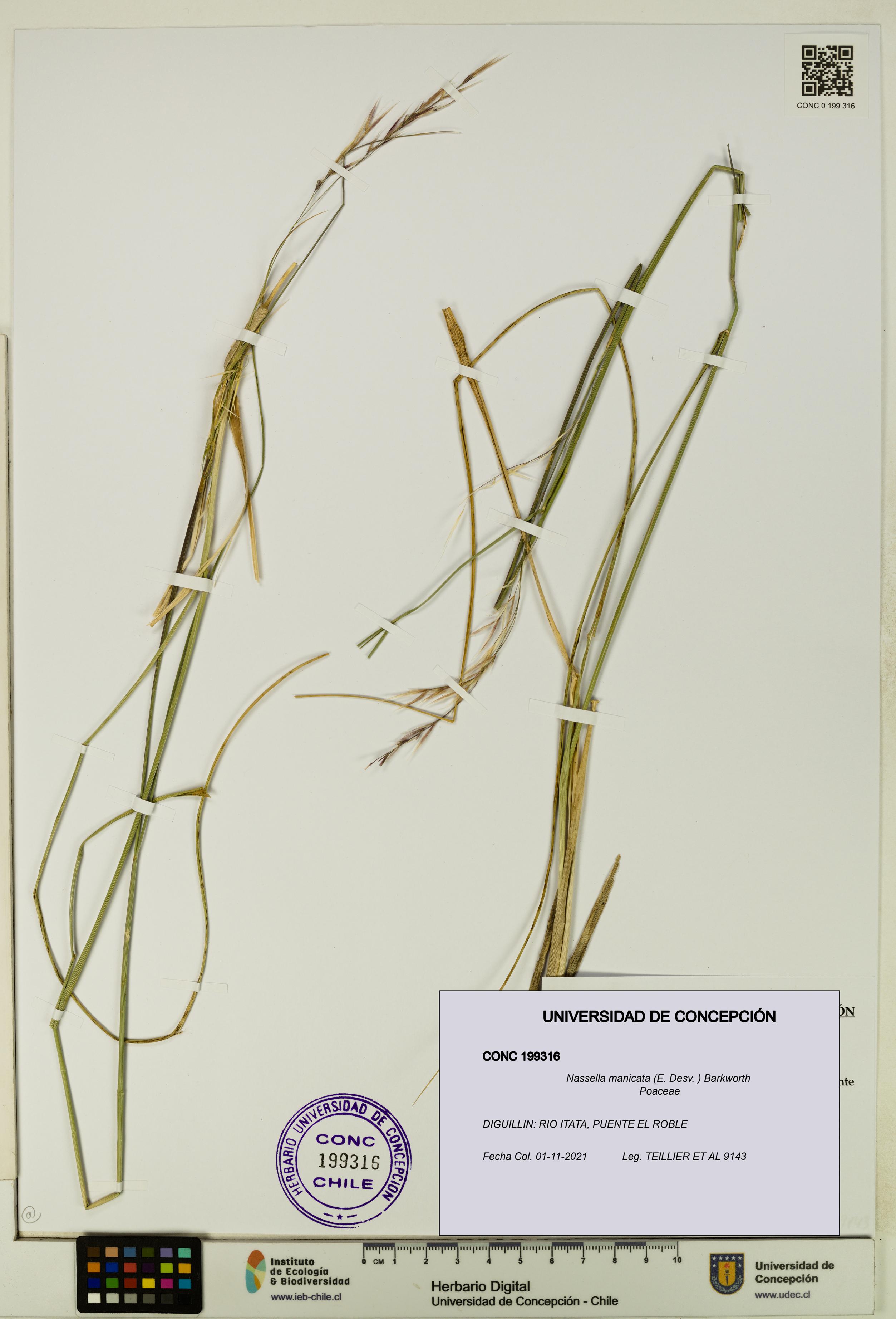Nassella manicata [Espécimen: UDEC:CONC:0199316]