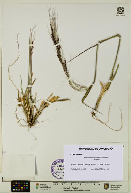 Nassella parodii [Espécimen: UDEC:CONC:0199322]