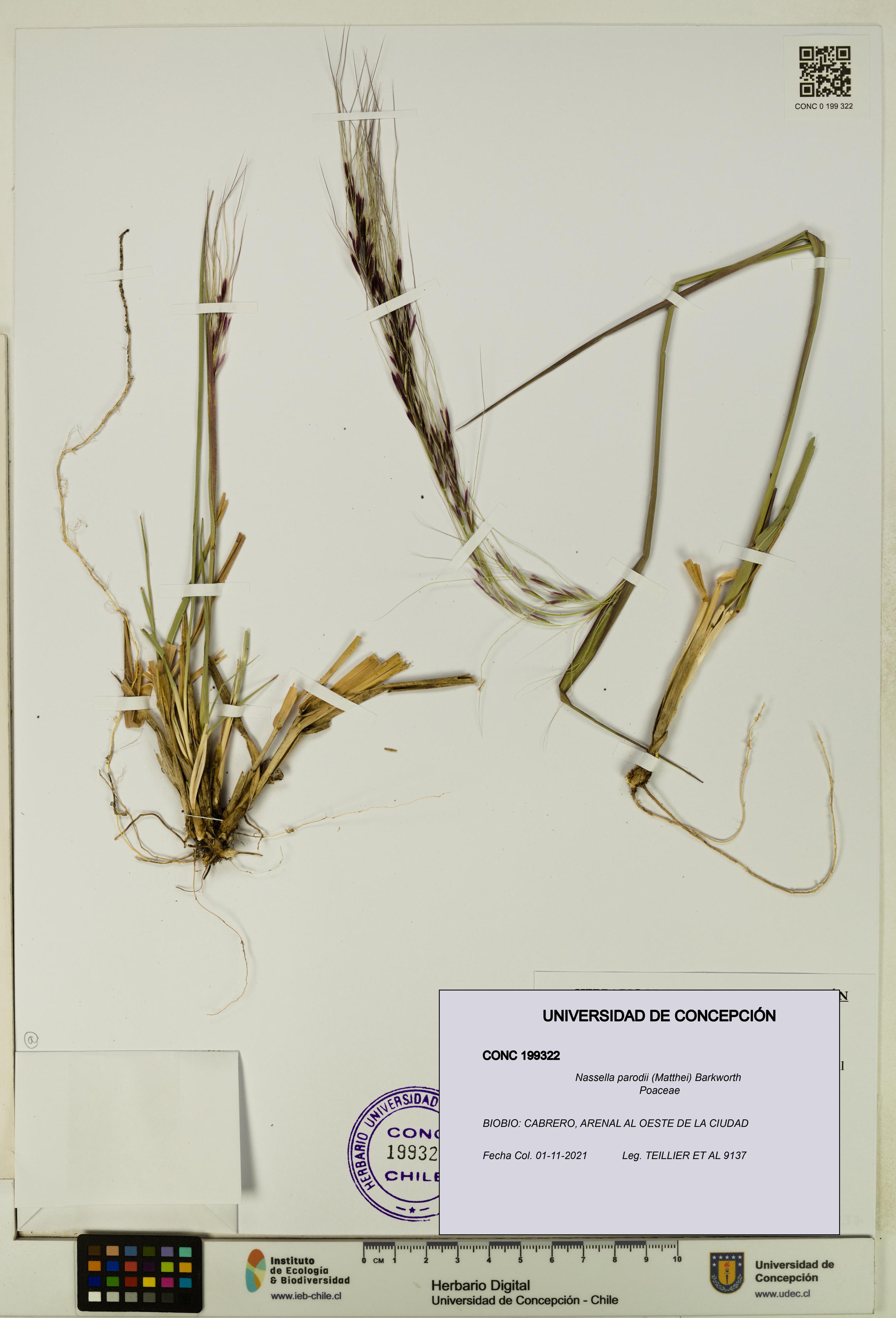Nassella parodii [Espécimen: UDEC:CONC:0199322]