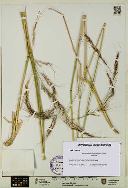 Nassella parodii [Espécimen: UDEC:CONC:0199323]