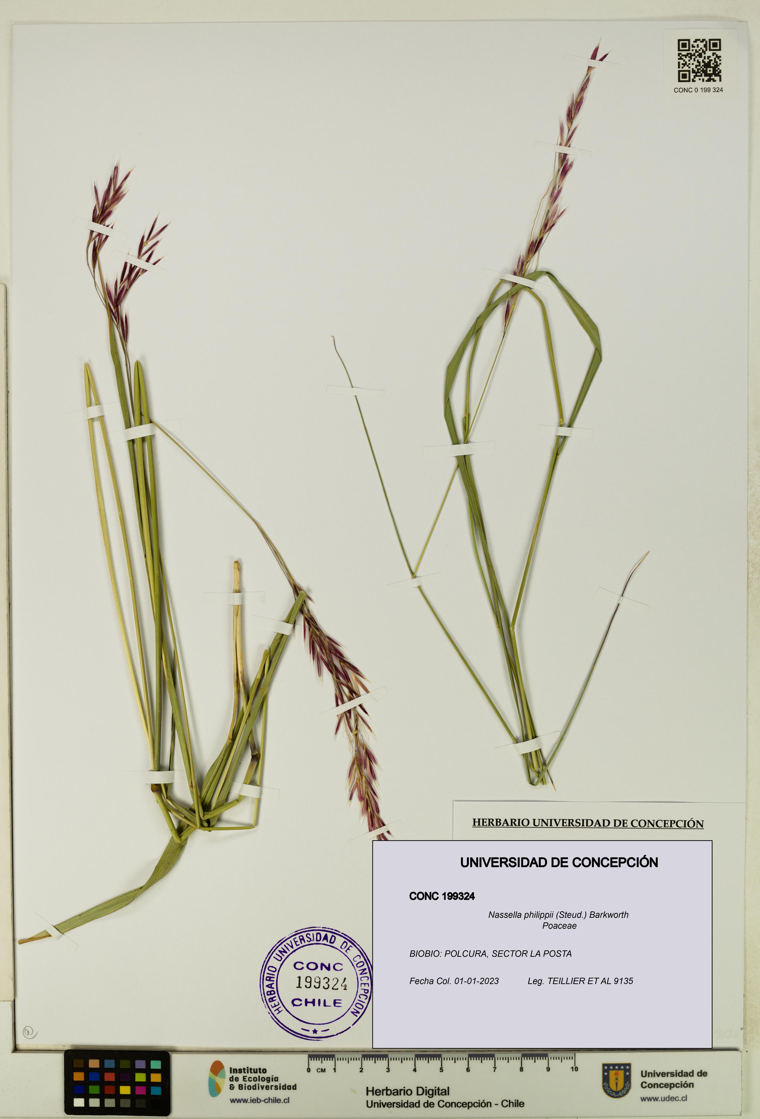 Nassella philippii [Espécimen: UDEC:CONC:0199324]