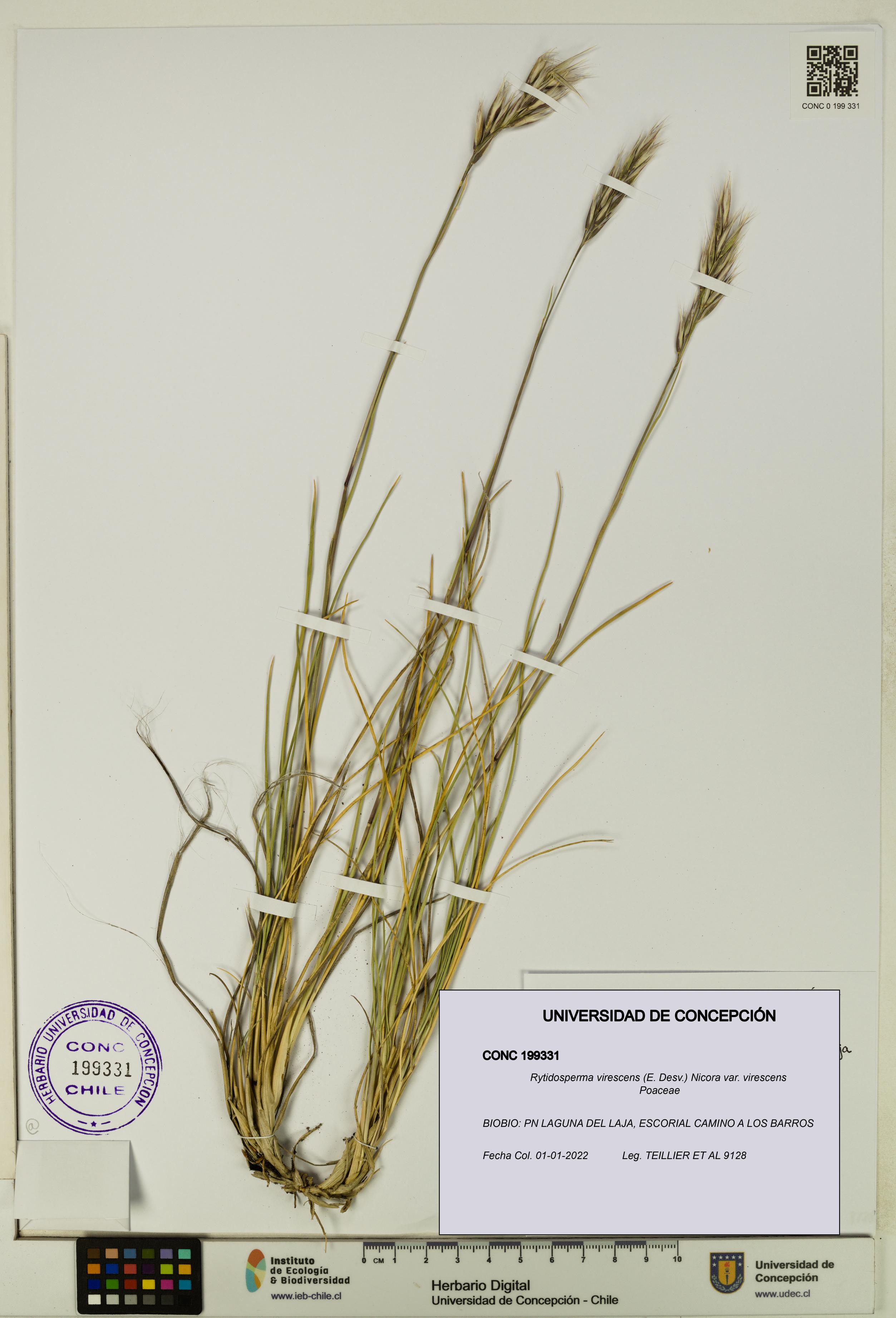 Rytidosperma virescens var. virescens [Espécimen: UDEC:CONC:0199331]