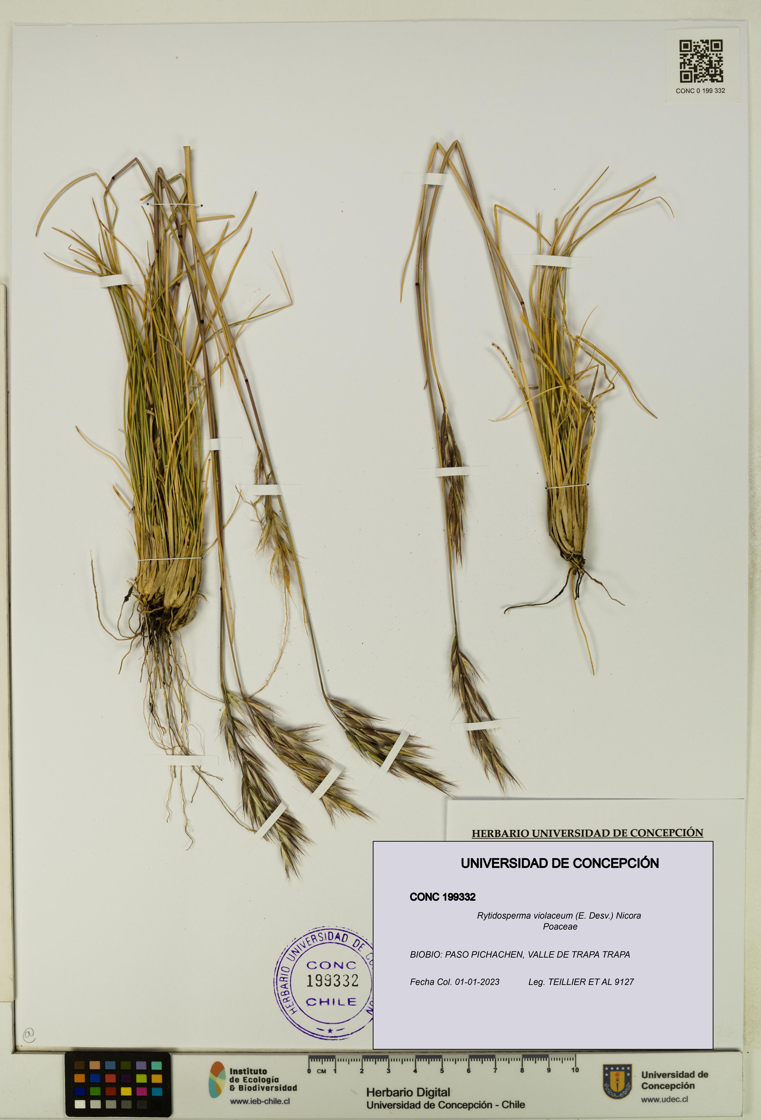 Rytidosperma violaceum [Espécimen: UDEC:CONC:0199332]