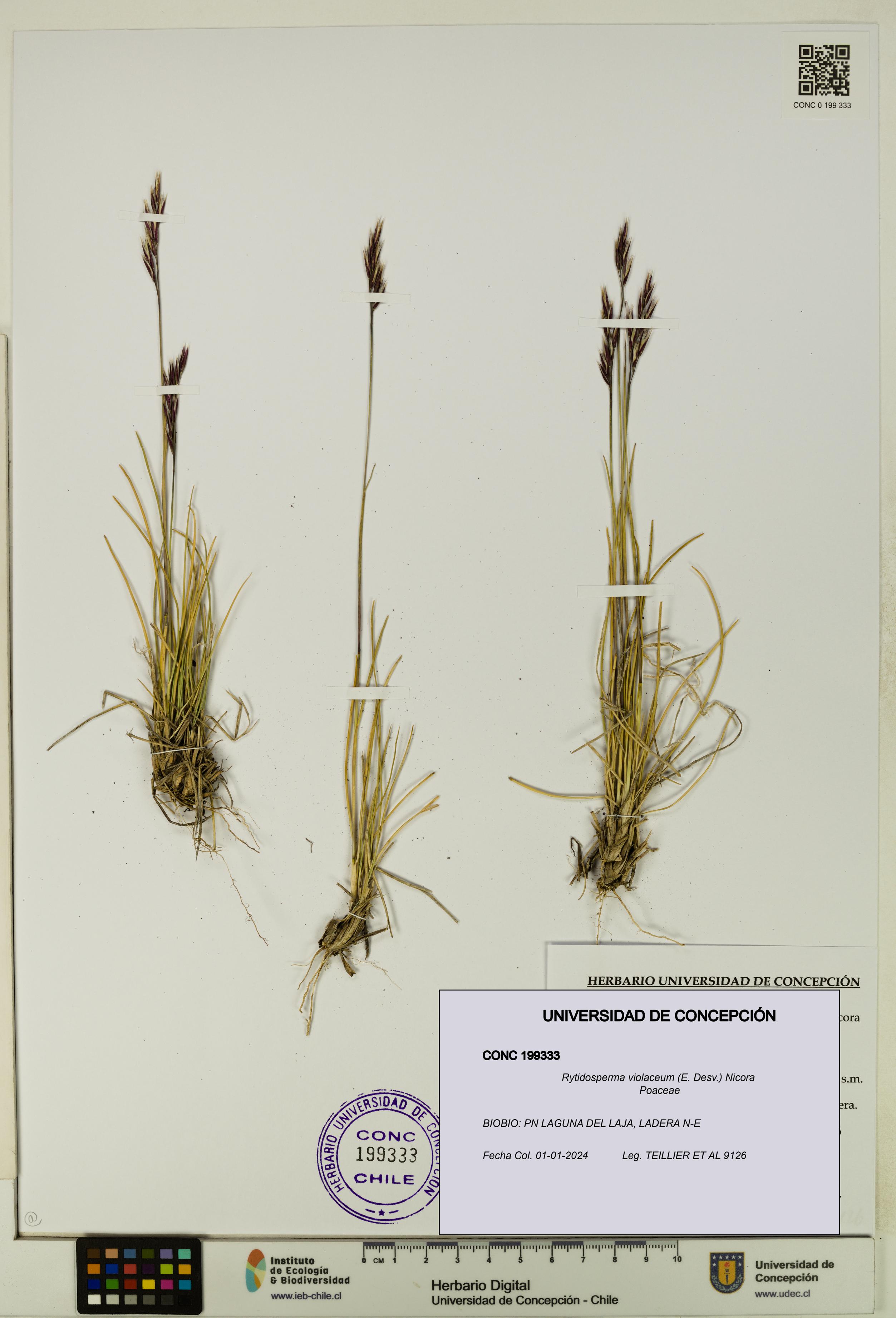 Rytidosperma violaceum [Espécimen: UDEC:CONC:0199333]