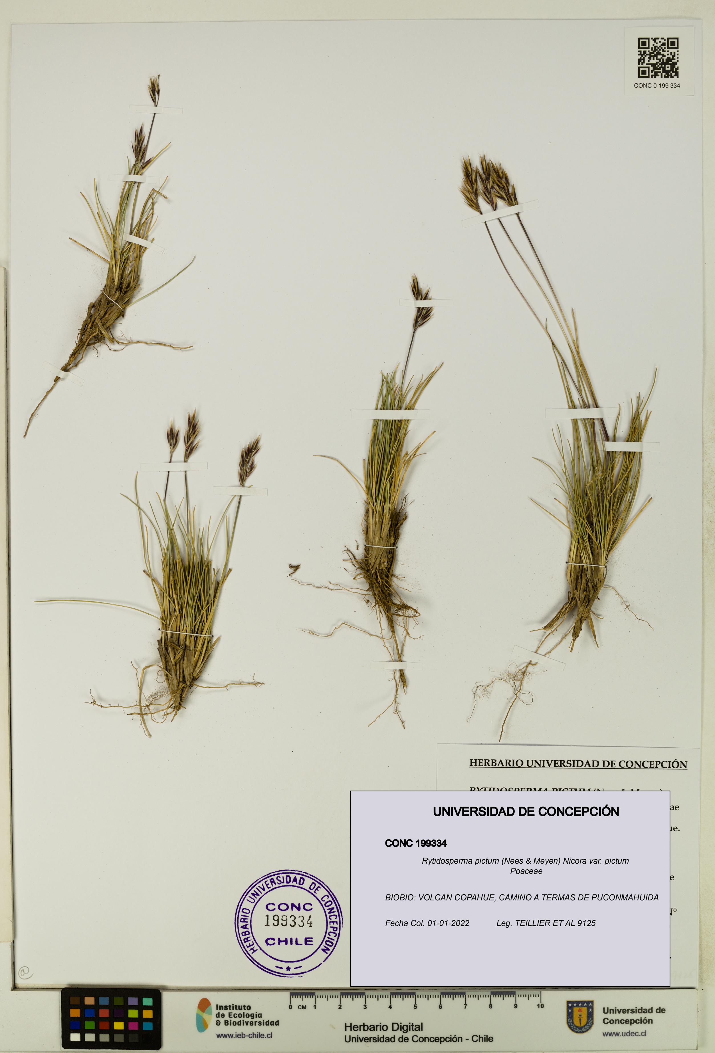 Rytidosperma pictum var. pictum [Espécimen: UDEC:CONC:0199334]