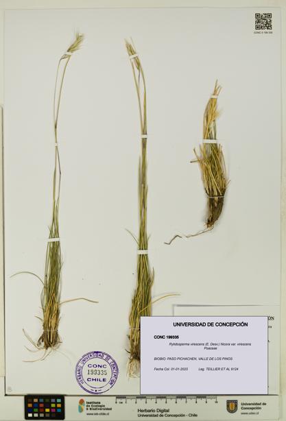 Rytidosperma virescens var. virescens [Espécimen: UDEC:CONC:0199335]