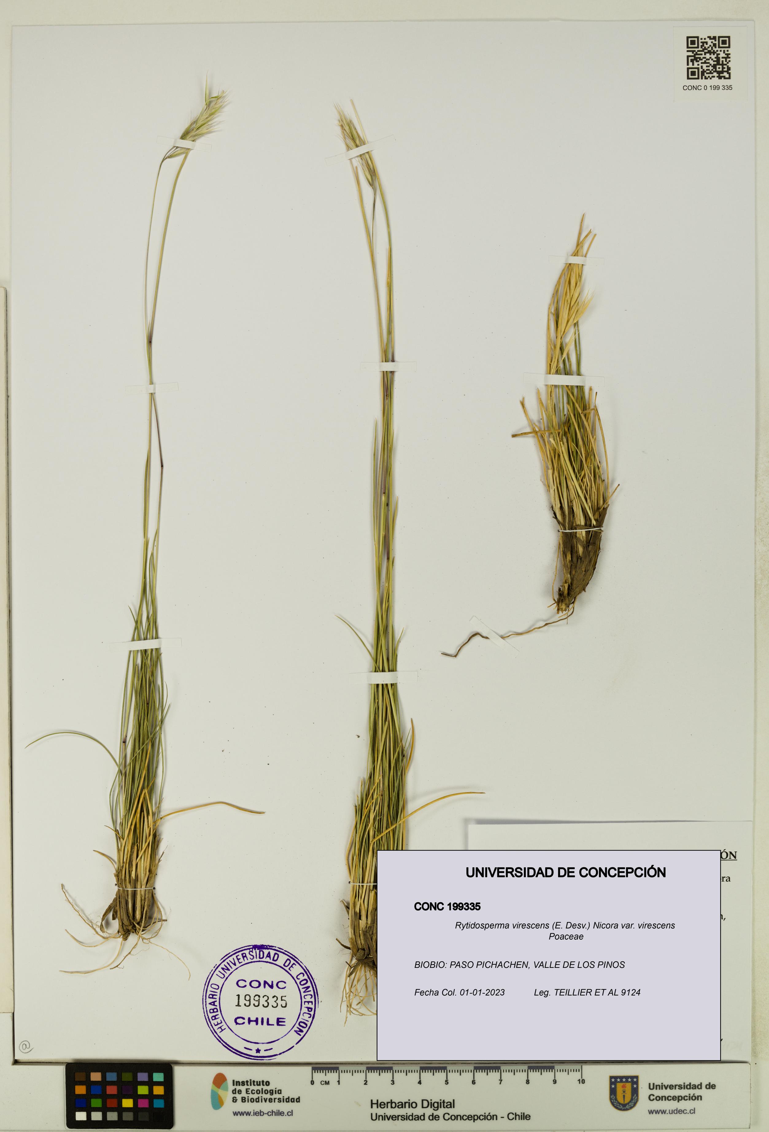 Rytidosperma virescens var. virescens [Espécimen: UDEC:CONC:0199335]