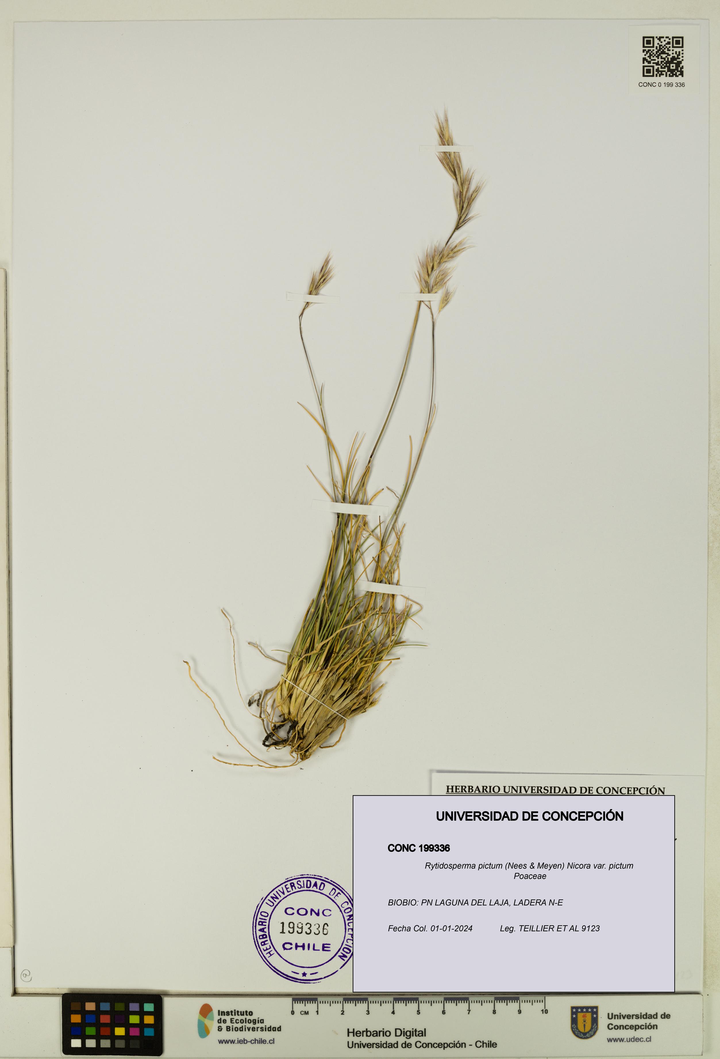 Rytidosperma pictum var. pictum [Espécimen: UDEC:CONC:0199336]