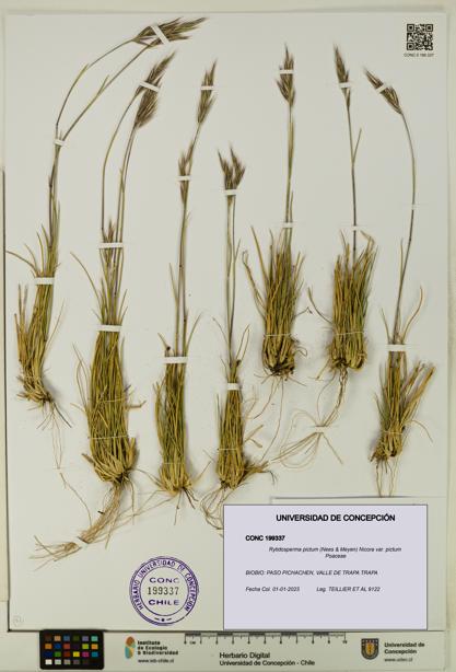 Rytidosperma pictum var. pictum [Espécimen: UDEC:CONC:0199337]