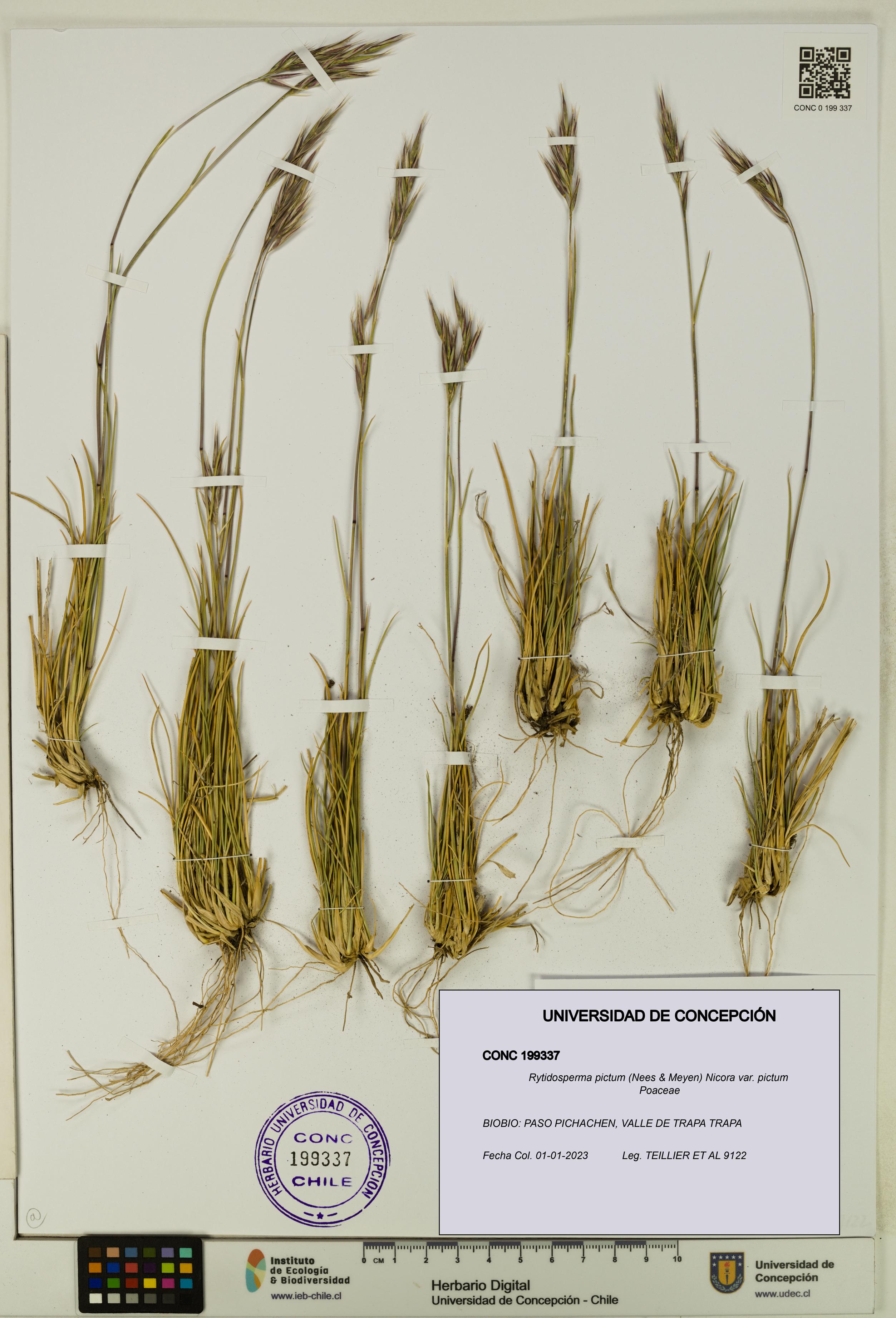 Rytidosperma pictum var. pictum [Espécimen: UDEC:CONC:0199337]