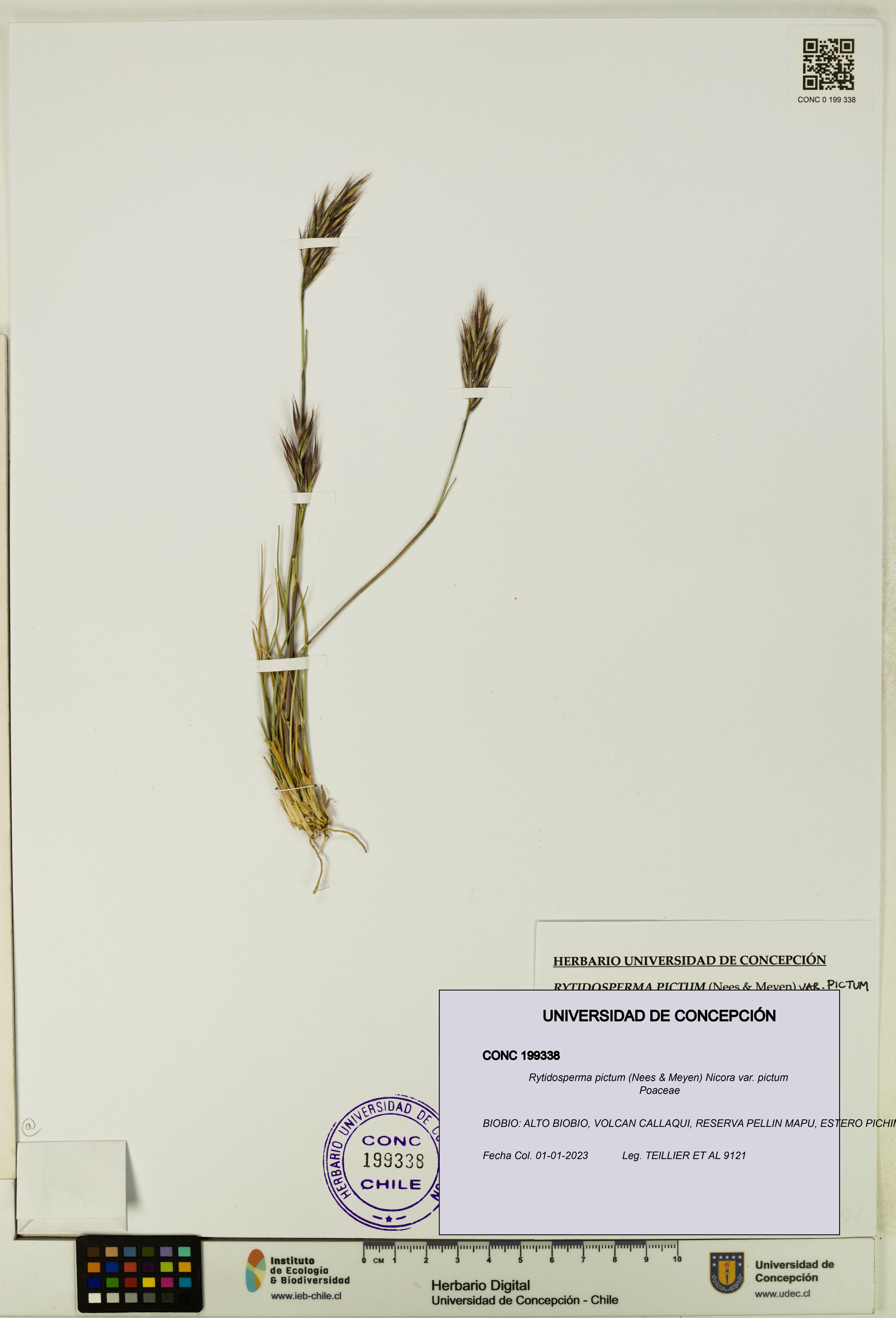 Rytidosperma pictum var. pictum [Espécimen: UDEC:CONC:0199338]