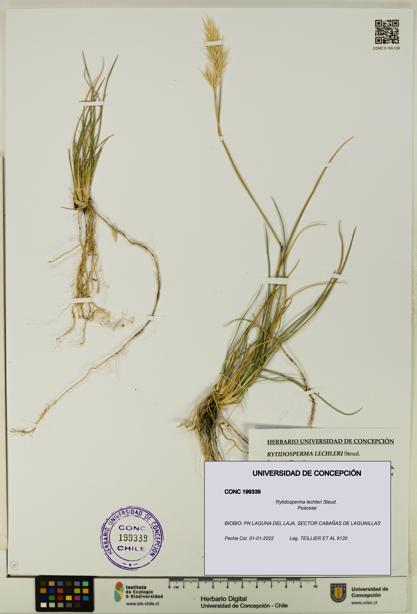 Rytidosperma lechleri [Espécimen: UDEC:CONC:0199339]