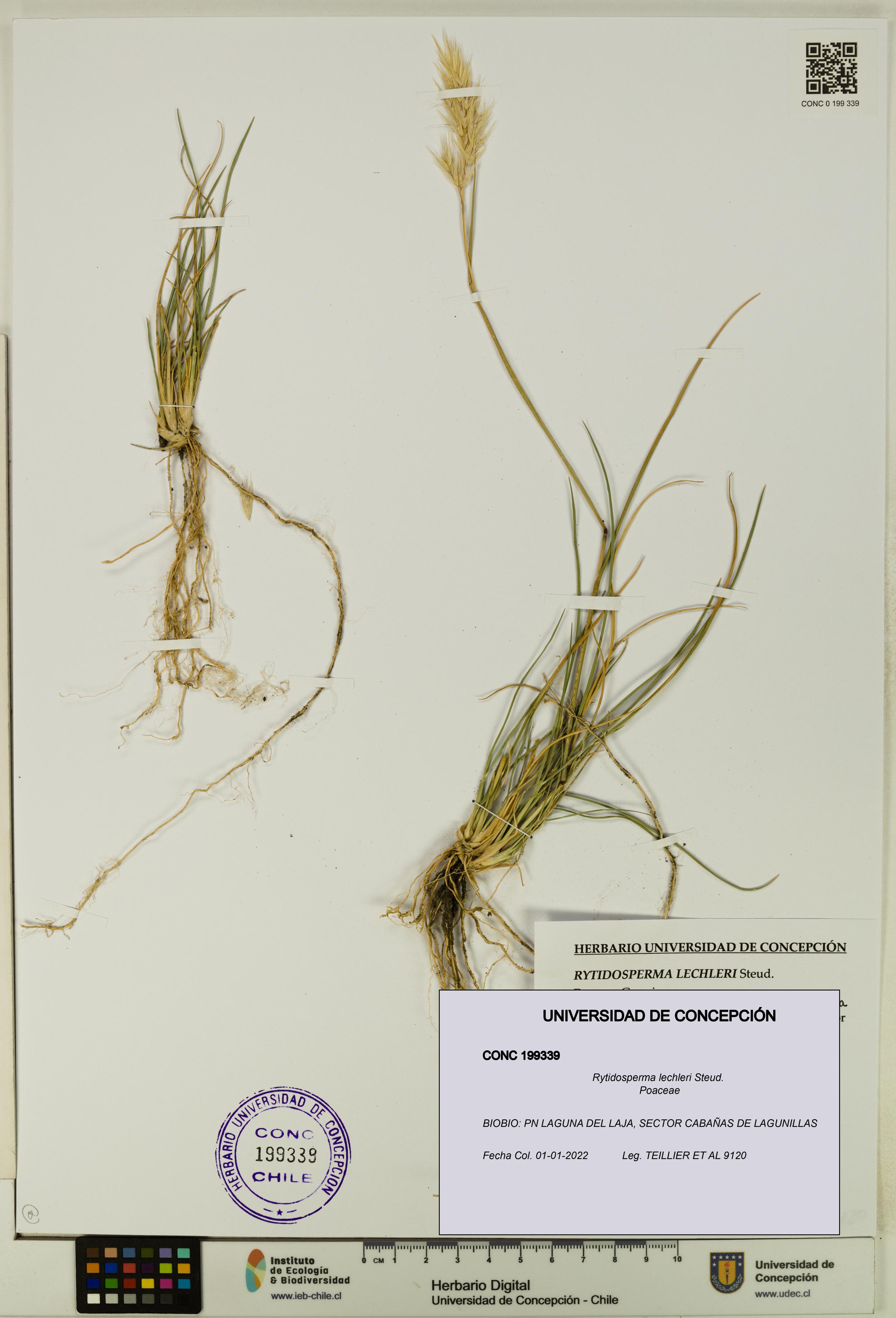 Rytidosperma lechleri [Espécimen: UDEC:CONC:0199339]