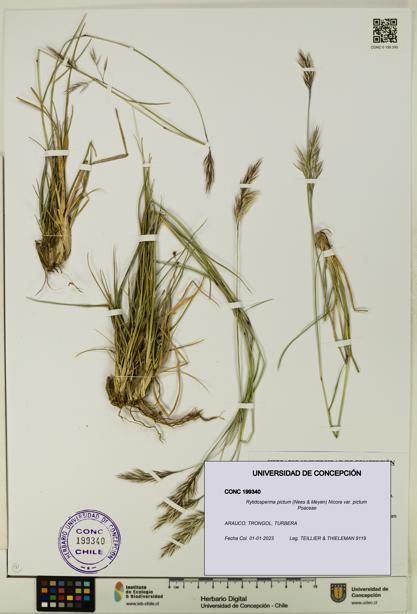 Rytidosperma pictum var. pictum [Espécimen: UDEC:CONC:0199340]