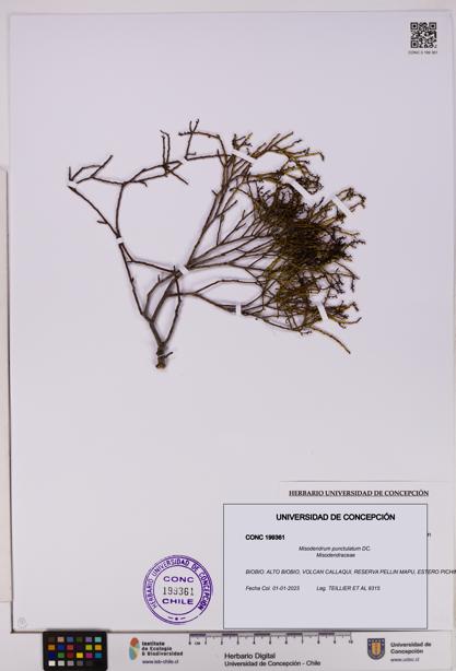 Misodendrum punctulatum [Espécimen: UDEC:CONC:0199361]
