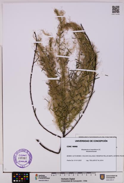 Misodendrum linearifolium [Espécimen: UDEC:CONC:0199362]