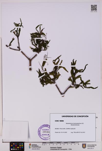 Misodendrum brachystachium [Espécimen: UDEC:CONC:0199364]