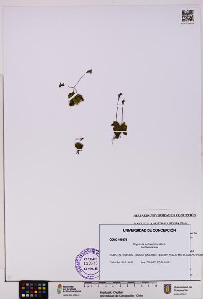 Pinguicula australandina [Espécimen: UDEC:CONC:0199376]