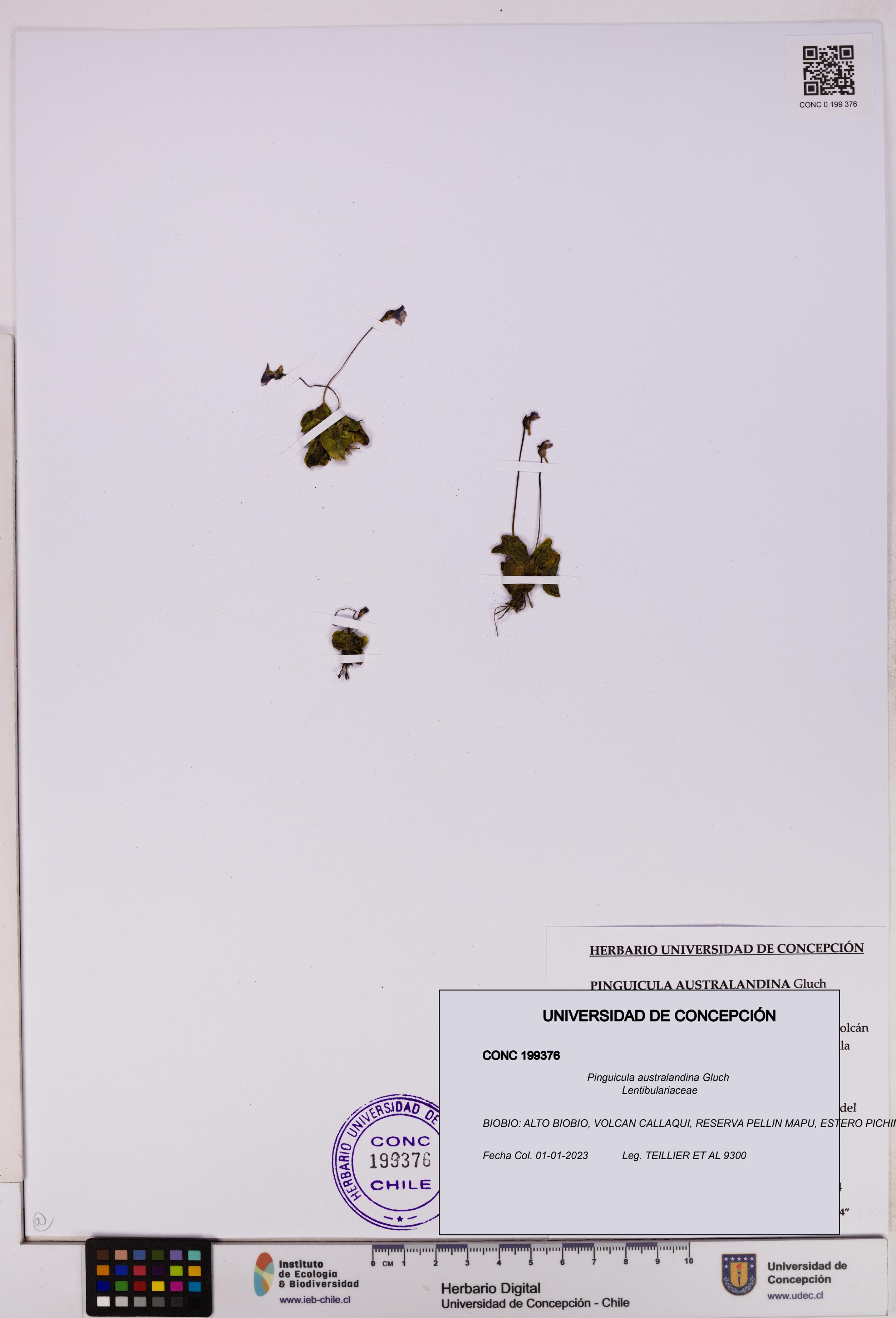 Pinguicula australandina [Espécimen: UDEC:CONC:0199376]