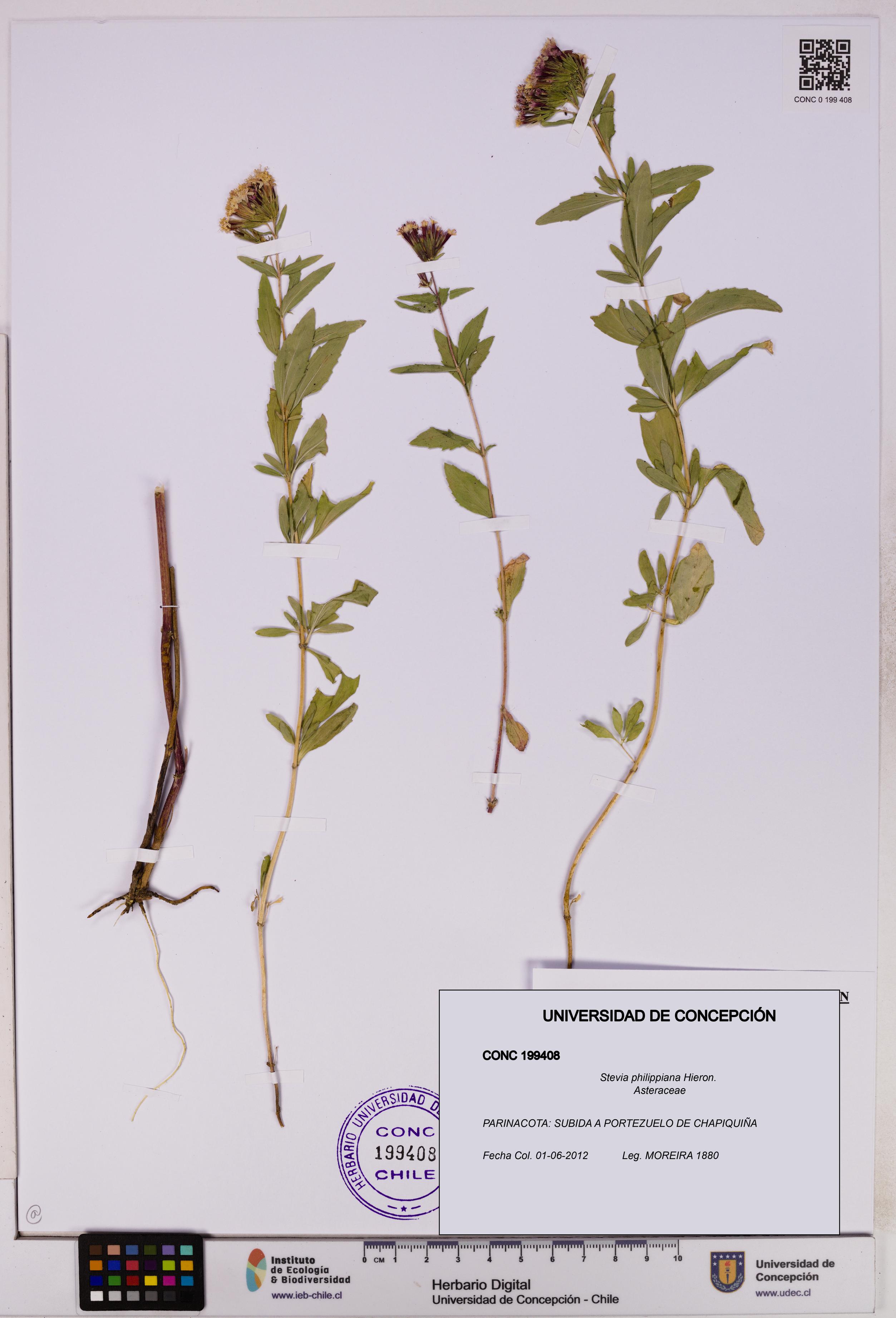 Stevia philippiana [Espécimen: ]