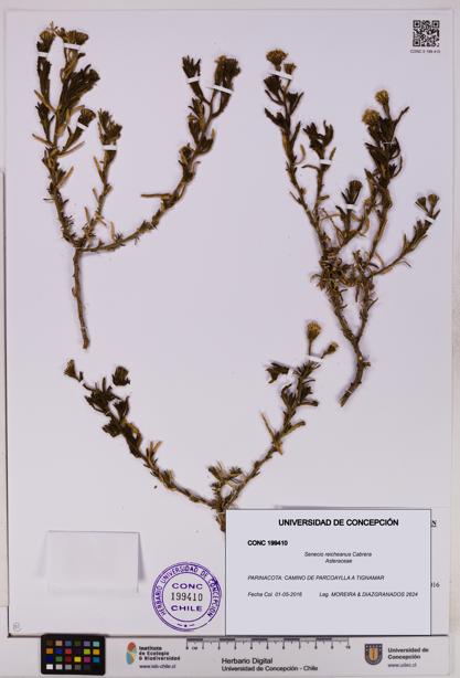 Senecio reicheanus [Espécimen: UDEC:CONC:0199410]