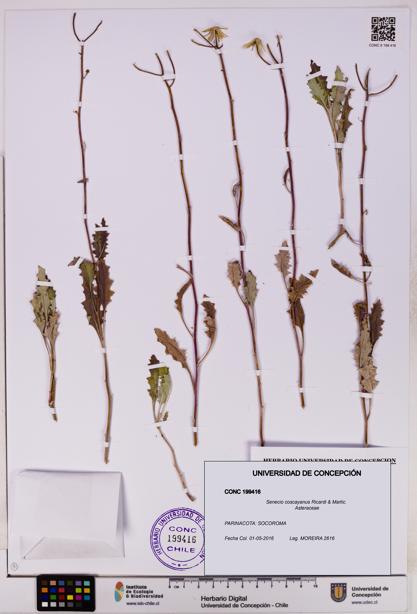 Senecio coscayanus [Espécimen: UDEC:CONC:0199416]