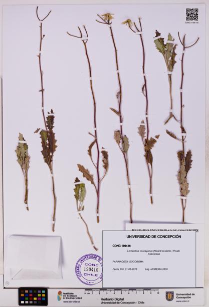 Lomanthus coscayanus [Espécimen: ]