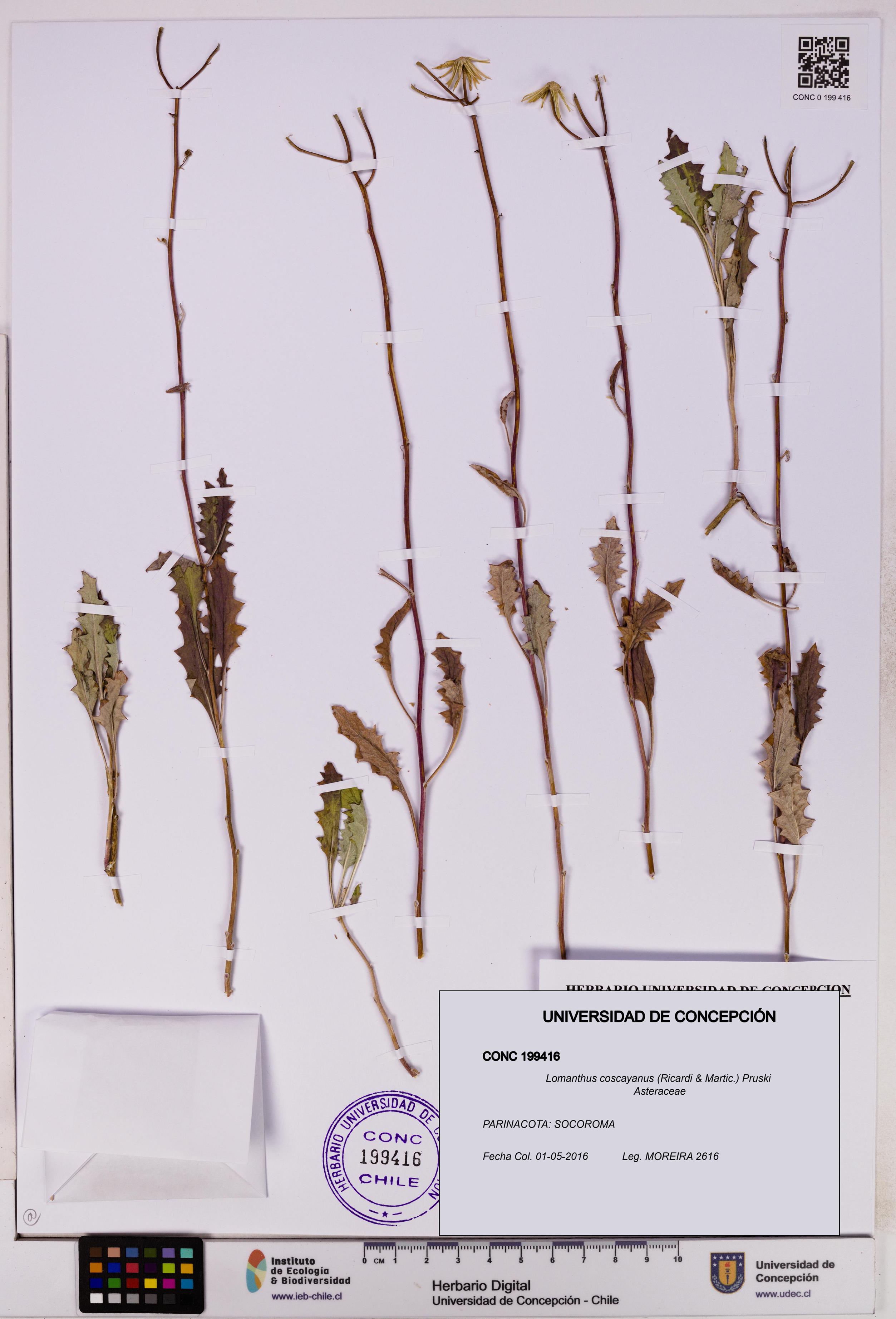Lomanthus coscayanus [Espécimen: ]
