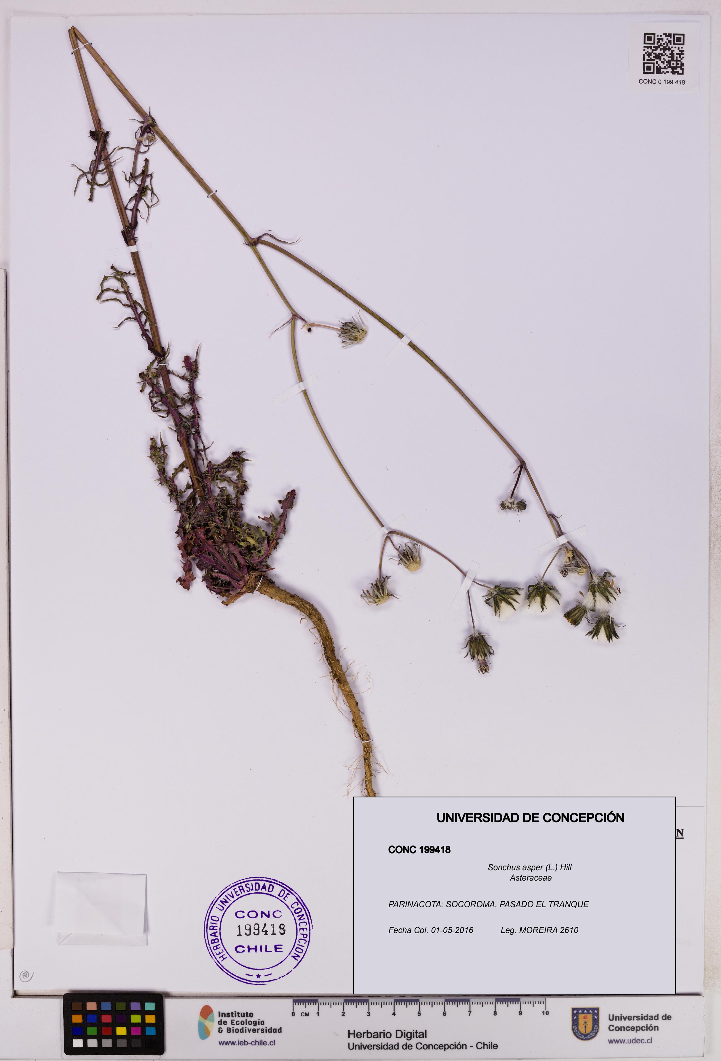 Sonchus asper [Espécimen: UDEC:CONC:0199418]