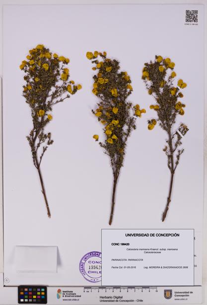 Calceolaria inamoena subsp. inamoena [Espécimen: UDEC:CONC:0199420]