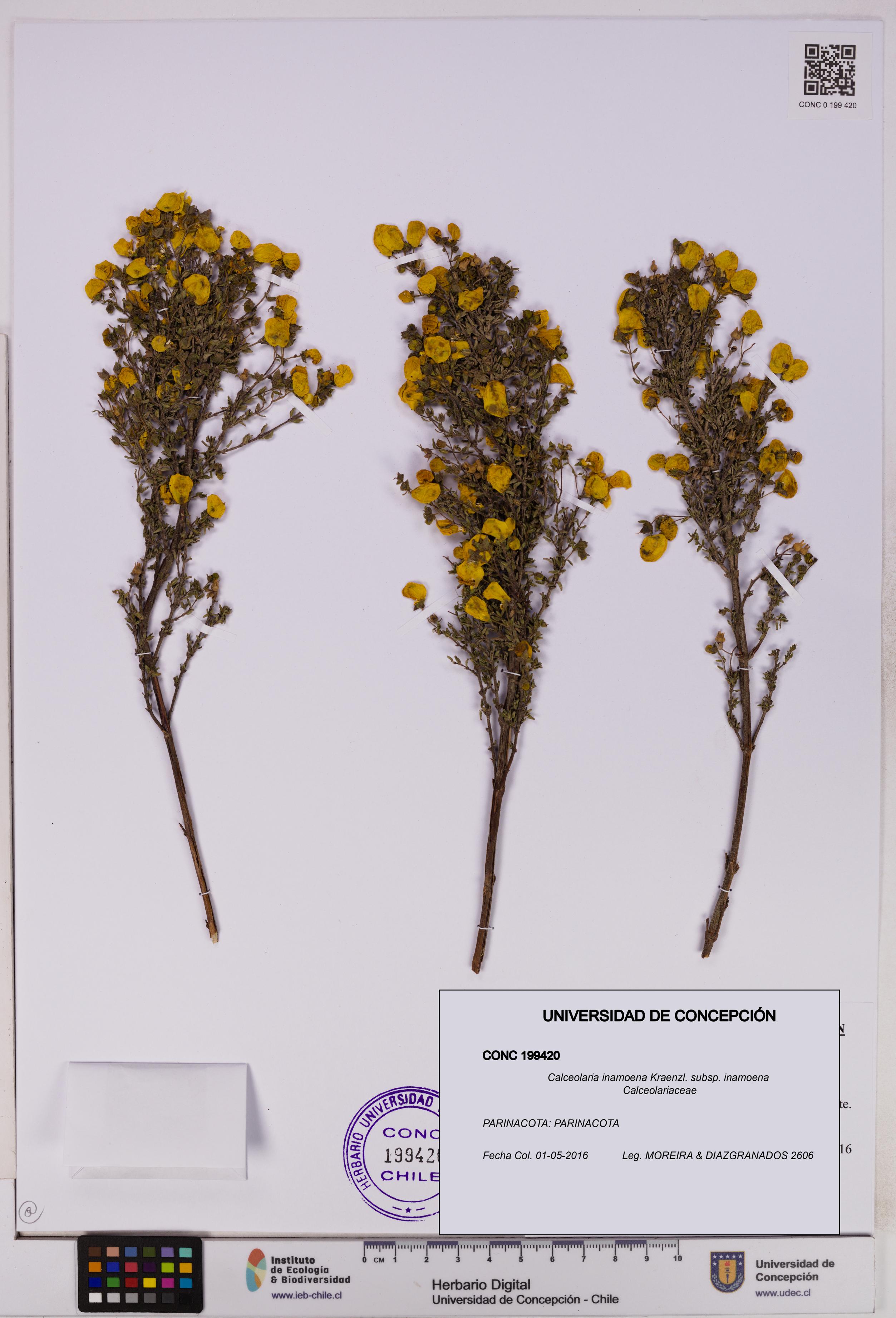 Calceolaria inamoena subsp. inamoena [Espécimen: UDEC:CONC:0199420]