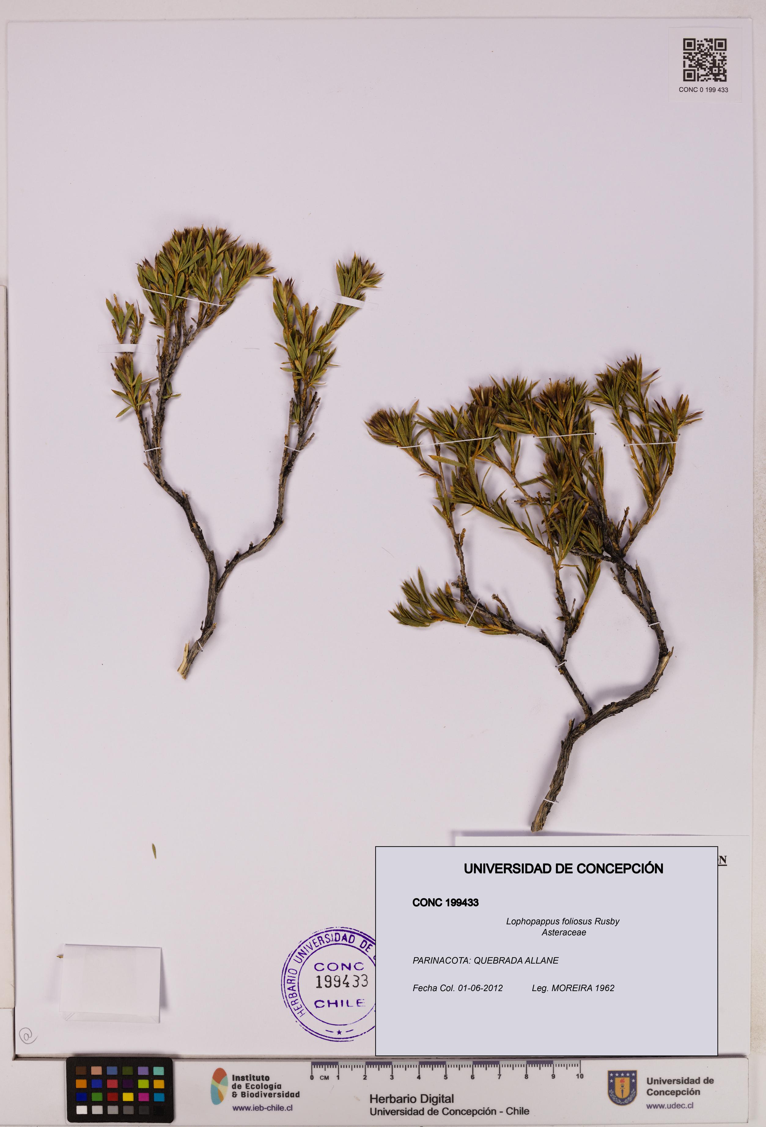 Lophopappus foliosus [Espécimen: UDEC:CONC:0199433]