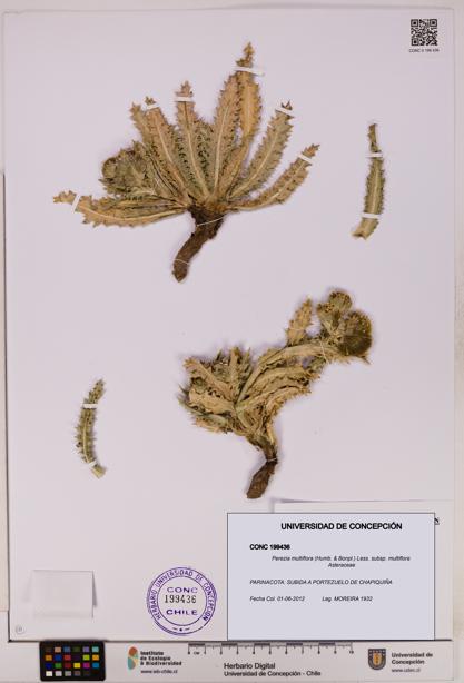 Perezia multiflora subsp. multiflora [Espécimen: UDEC:CONC:0199436]