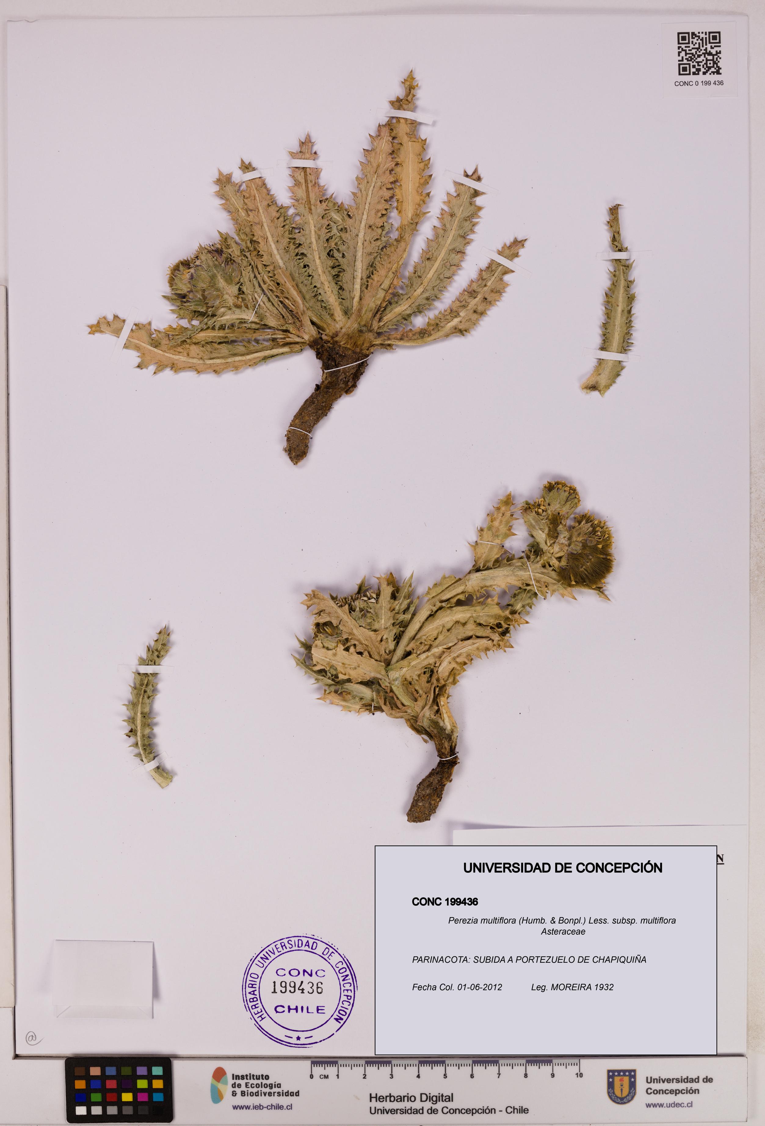 Perezia multiflora subsp. multiflora [Espécimen: UDEC:CONC:0199436]