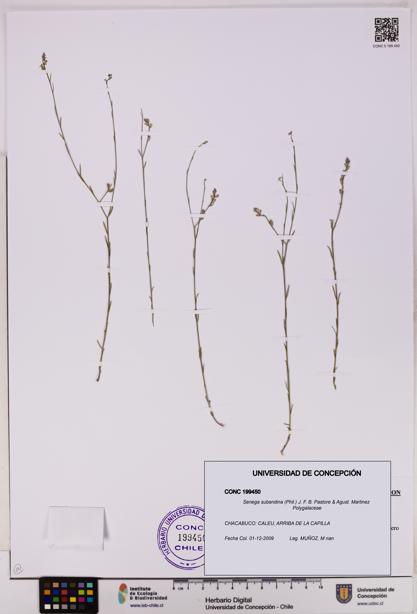 Senega subandina [Espécimen: UDEC:CONC:0199450]