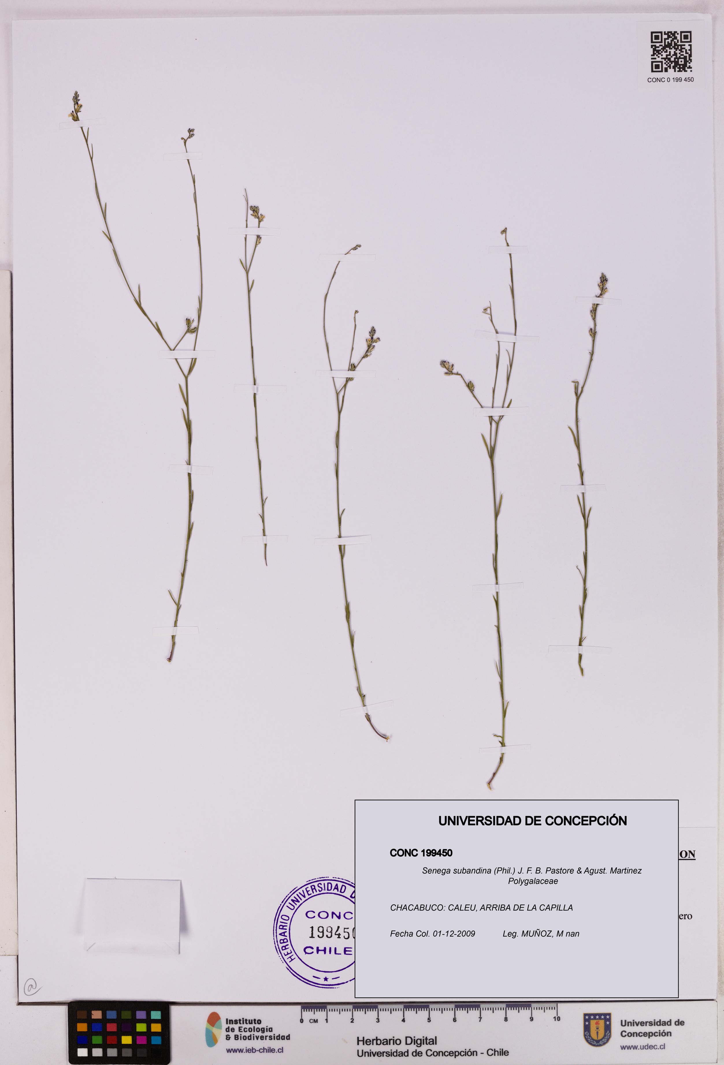 Senega subandina [Espécimen: UDEC:CONC:0199450]