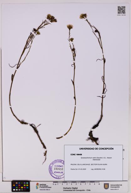 Symphyotrichum vahlii [Espécimen: UDEC:CONC:0199458]