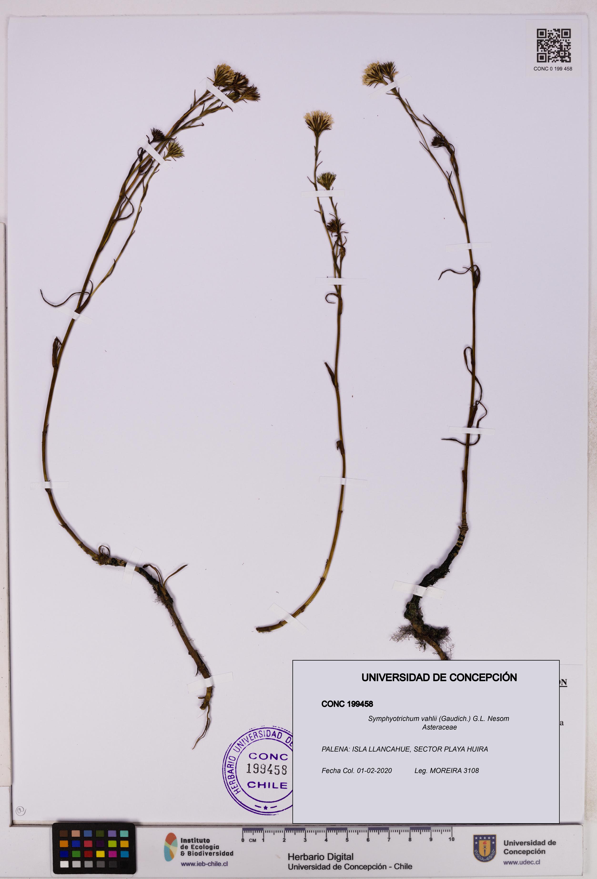 Symphyotrichum vahlii [Espécimen: UDEC:CONC:0199458]