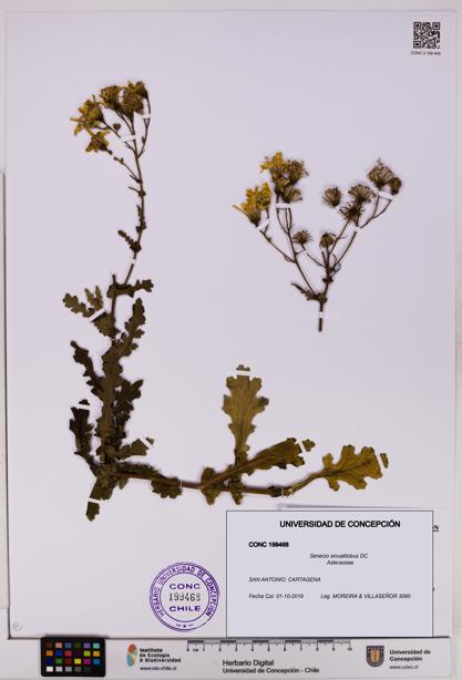 Senecio sinuatilobus [Espécimen: UDEC:CONC:0199468]