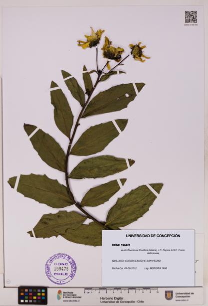 Austroflourensia thurifera [Espécimen: UDEC:CONC:0199478]