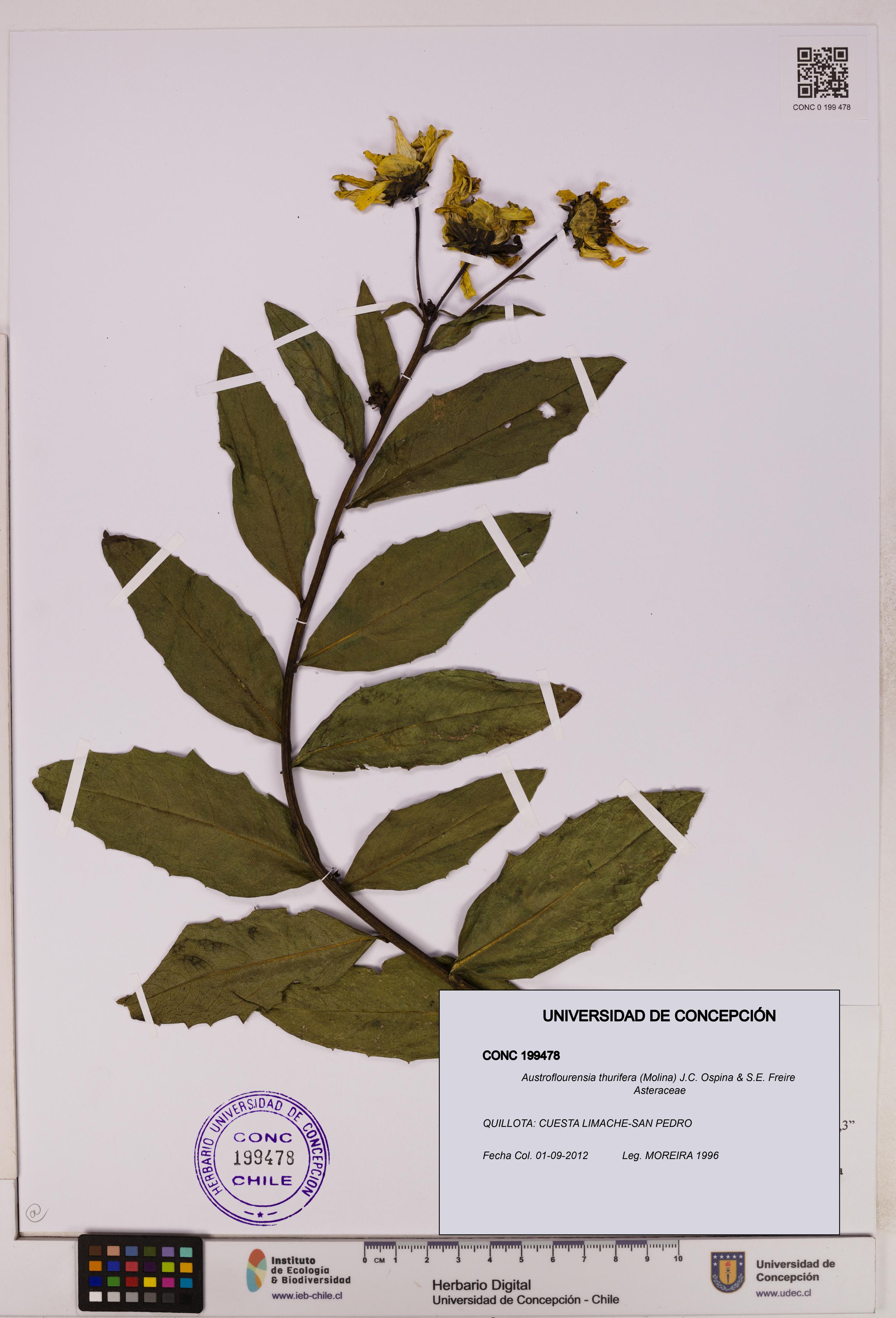 Austroflourensia thurifera [Espécimen: UDEC:CONC:0199478]