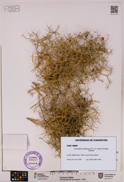 Gymnophyton dipterygia [Espécimen: ]