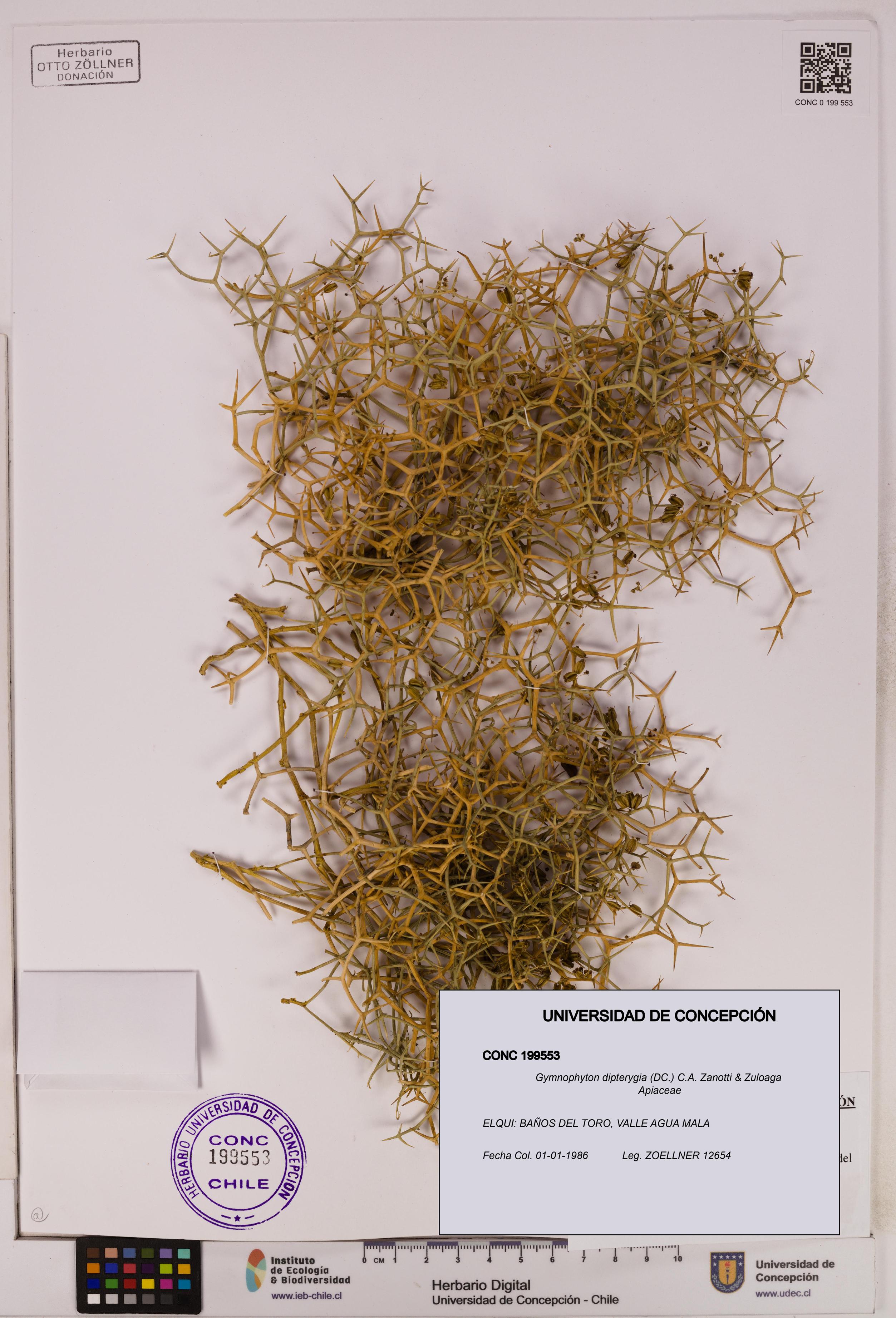 Gymnophyton dipterygia [Espécimen: ]