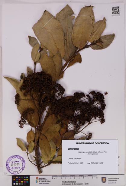 Hydrangea serratifolia [Espécimen: UDEC:CONC:0199558]