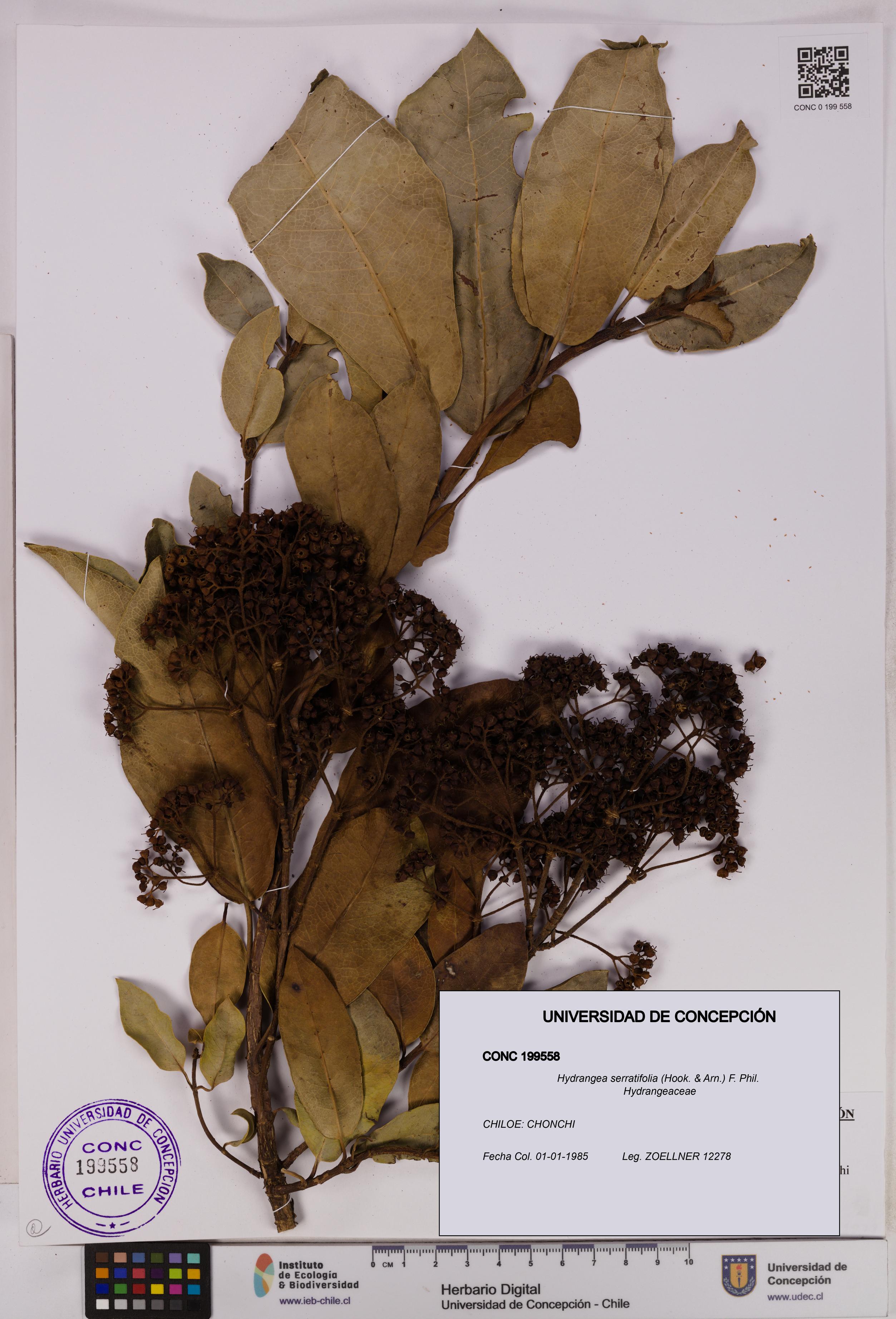 Hydrangea serratifolia [Espécimen: UDEC:CONC:0199558]